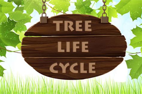 life cycle   tree daryls tree care  surgery