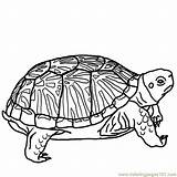 Turtle Coloring Pages Printable Box Color Ornate Bw Online Reptile Clip Kids Reptiles Animals Cute Tortuga Google sketch template