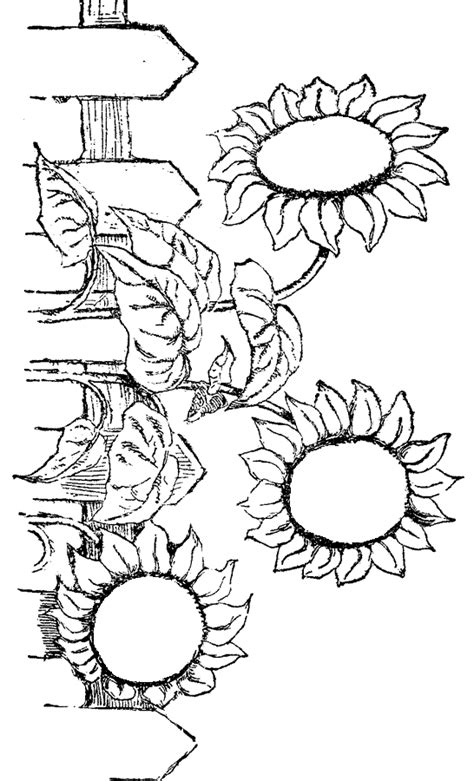 flower coloring pages flower coloring pages coloring pages