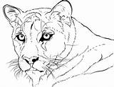 Cougar Coloring Pages Printable Onlinecoloringpages Print Sheet Color sketch template