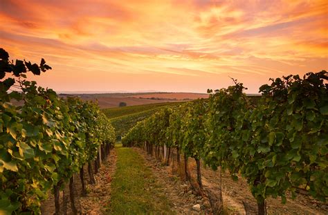 australias  winery experiences travel insider