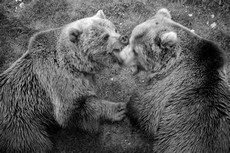 bear fight    violentthey    flickr