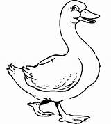 Goose Coloring Getcolorings Pages Color sketch template