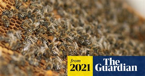 one man dead after hundreds of stings from arizona bee swarm arizona
