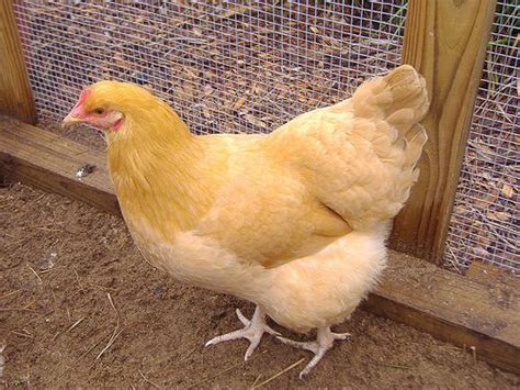 poultry chicken breeds of chicken