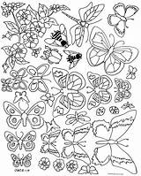 Coloring Insects Pupa Mariposas sketch template