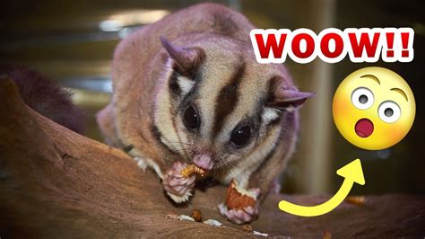 top  facts  sugar gliders   blow  mind youtube