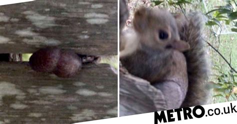 squirrel gets stuck on fence by its nuts metro news