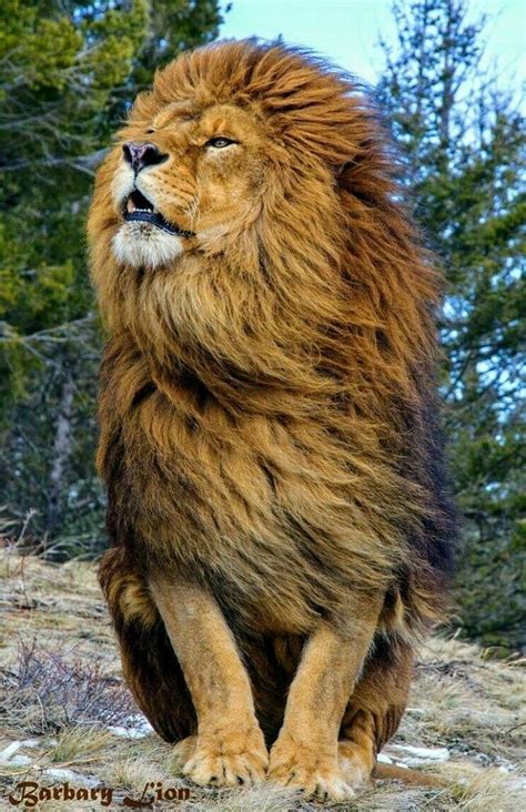 male barbary lion rnatureisfuckinglit