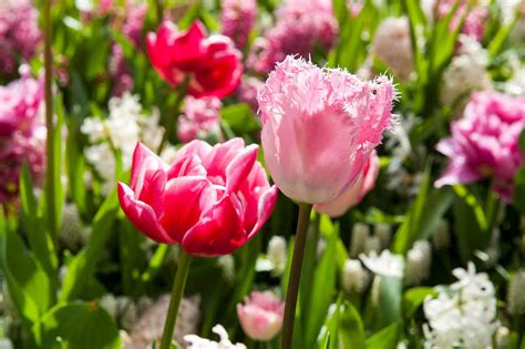Tulipe Signification Histoire Et Symbole