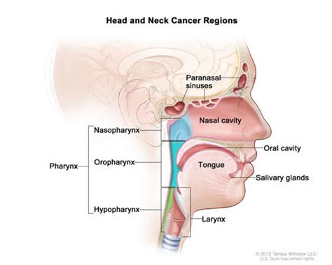 Head And Neck Cancers National Cancer Institute