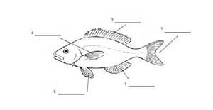 Salmon Body Parts as well Fish Anatomy Diagram together with Bony Fish 