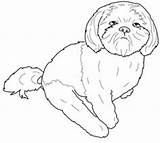 Coloring Pages Dog Tzu Shih Havanese Drawing Outline Printable Puppy Cute Dogs Adults Getcolorings Drawings Color Line Vector Getdrawings Animal sketch template