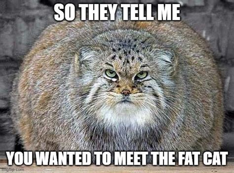 funny fat cat memes clean pin  funny memes  doggo memes