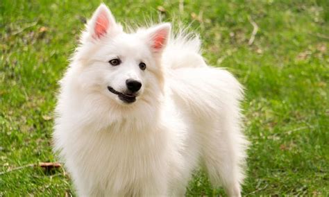 american eskimo dog characteristics care  bechewy