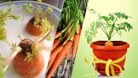 mudah menanam wortel  pot   grow carrot youtube