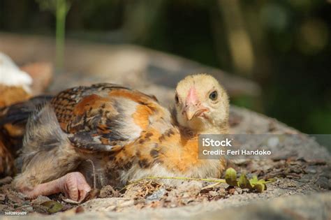 Chicks Resting From The Scorching Hot Sun In Cilacap Indonesia Stock