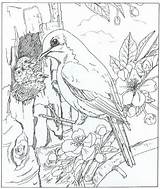 Vogel Natuur Ausmalbilder Jongen Ums Het Fun Bird Rondom Dover Animaatjes Kleurplaatjes Ausmalbild sketch template