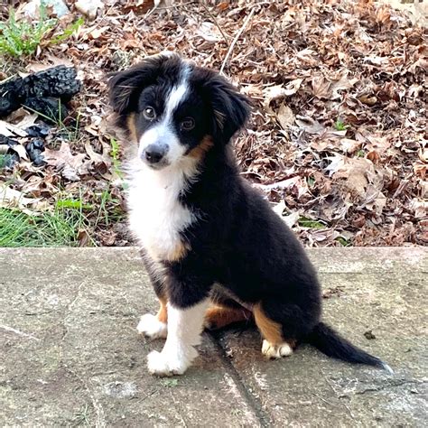 pepper  mini aussie    months  pees  command   basically