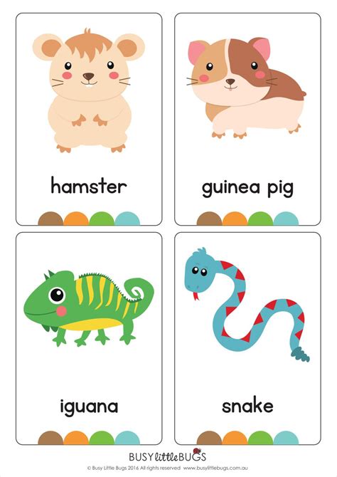 pets flash cards automatic  flashcards  kids