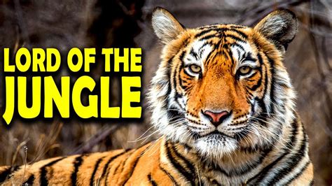 Interesting Facts About Tigers Tiger Facts And