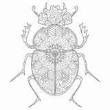 Beetle Scarab Egyptian Coloring Stress Anti Book Raster Illustration Vector Adults Insect Stock Brown Background Color Vintage Large sketch template