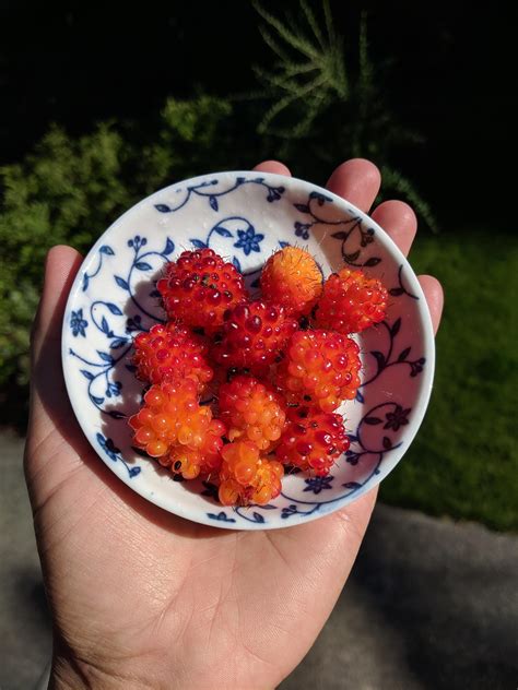 beautiful native salmonberry harvest in the great pacific northwest🏞️ 🙌