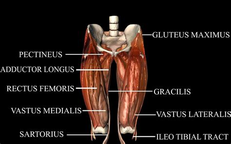 hip joint  muscles medically accurate  model  model animated