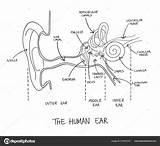 Ear St4 Pages sketch template
