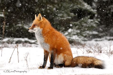 Red Fox In The Snow Algonquin Canada Nov 2016 James