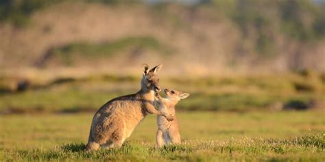 posts from echidna walkabout nature tours australian wildlife journeys