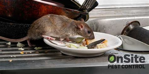 Rat Removal Onsite Pest Control