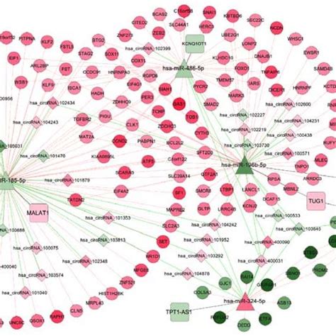 competing endogenous rna interaction network  circrna mirna mrna red  scientific