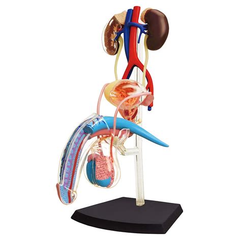 4d male reproductive system tedco toys