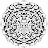 Tigre Zentangle Tête Libres Dessinée Coloration Décorative Vectorielle sketch template