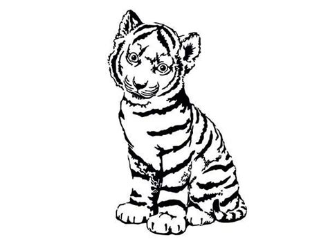 baby tiger drawing  getdrawings
