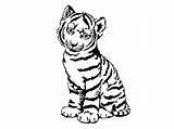 Colorat Clipartmag Tigers Leu Sabre Ausmalbilder Planse Getdrawings Desene sketch template