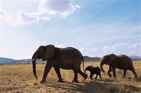 african elephant family   move  james warwick