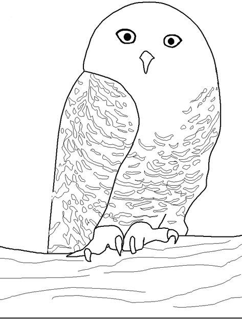 owl coloring pages owl coloring pages bird coloring pages animal