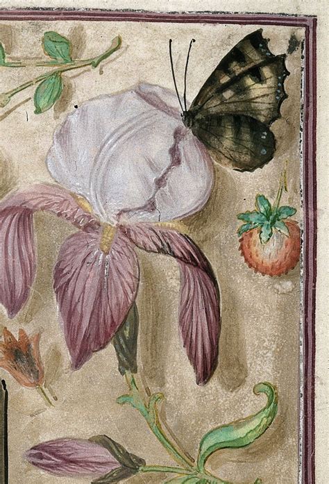 pretty medieval manuscript   day shows  butterfly   iris