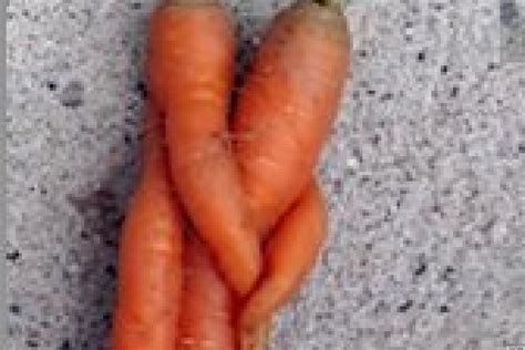 hugging carrots video by ze frank reminds us that even