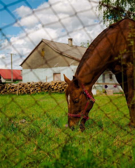 imagen gratis de pastoreo caballo semental casa de campo rural