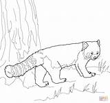 Panda Red Coloring Pages Printable Color Clipart Drawings sketch template