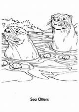 Otter Otters Coloringpages Dory sketch template