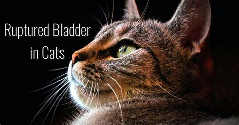 ruptured bladder  cats cat world