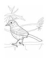 Kingbird sketch template
