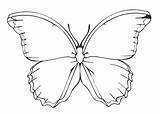 Schmetterling Farfalla sketch template