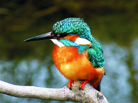 nature  colorful kingfisher
