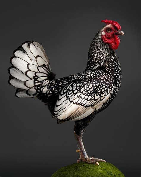 domino the bantam sebright rooster cock