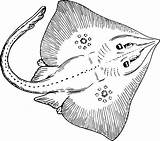 Stingray Clipart Skate Ray Vector Fish Drawing Openclipart Animal Svg Domain Public Ocean Eps Ai 1283 1995 Clipground Cdr Info sketch template